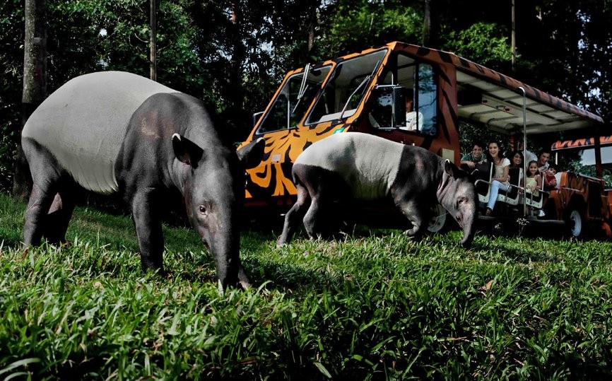 Night Safari SIngapore